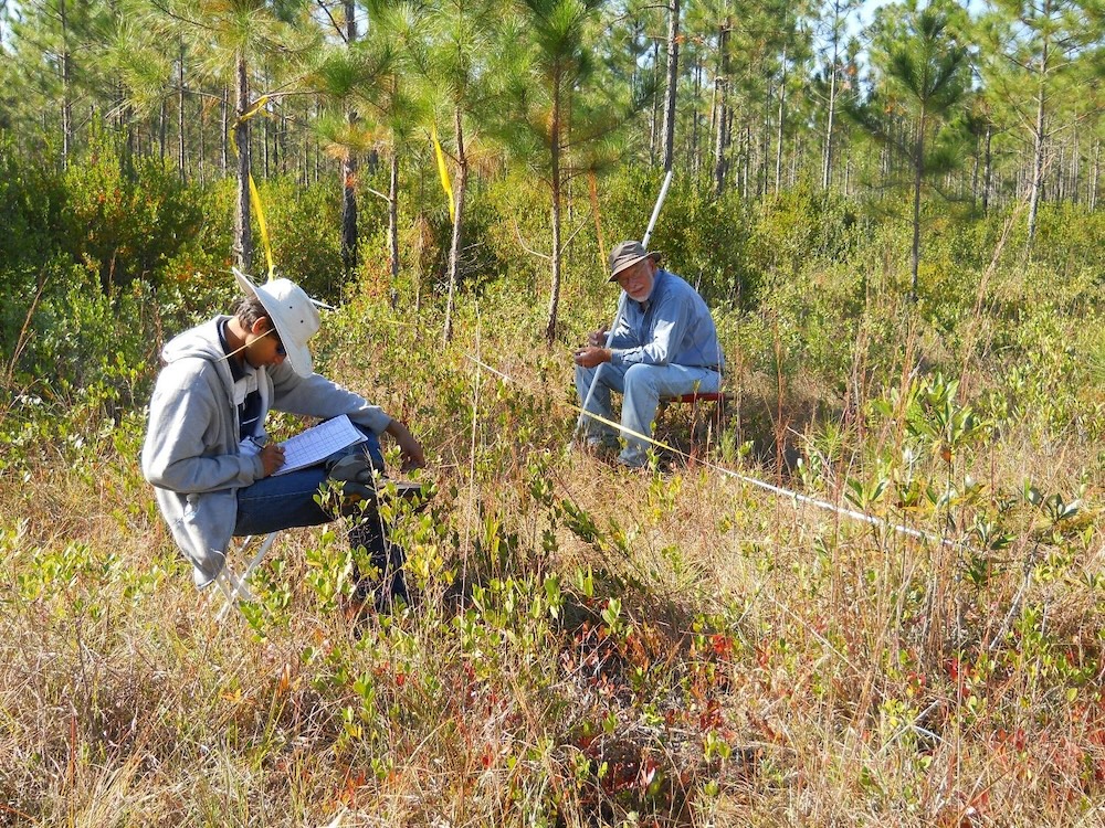 Andy conducting an inventory of plant species on restored pine savannah on MS Sandhill Crane National Wildlife Refuge, Jackson County, Mississippi, USA (November 2010)